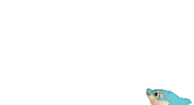 https://lucpetrin.com/club/ESW/Images/poisson-3.gif